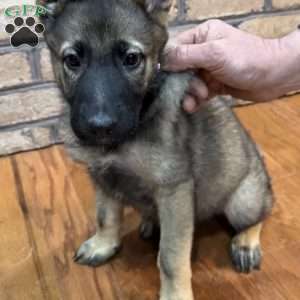 Sage, German Shepherd Puppy